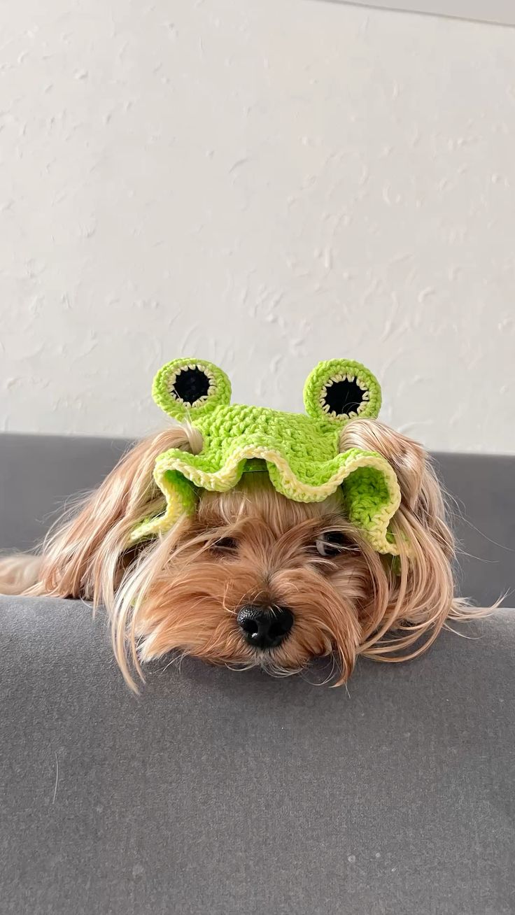 Chapéu Divertido Pet, chapéu pet em varios modelos confeccionado em crochê , com varias cores , feita a mão