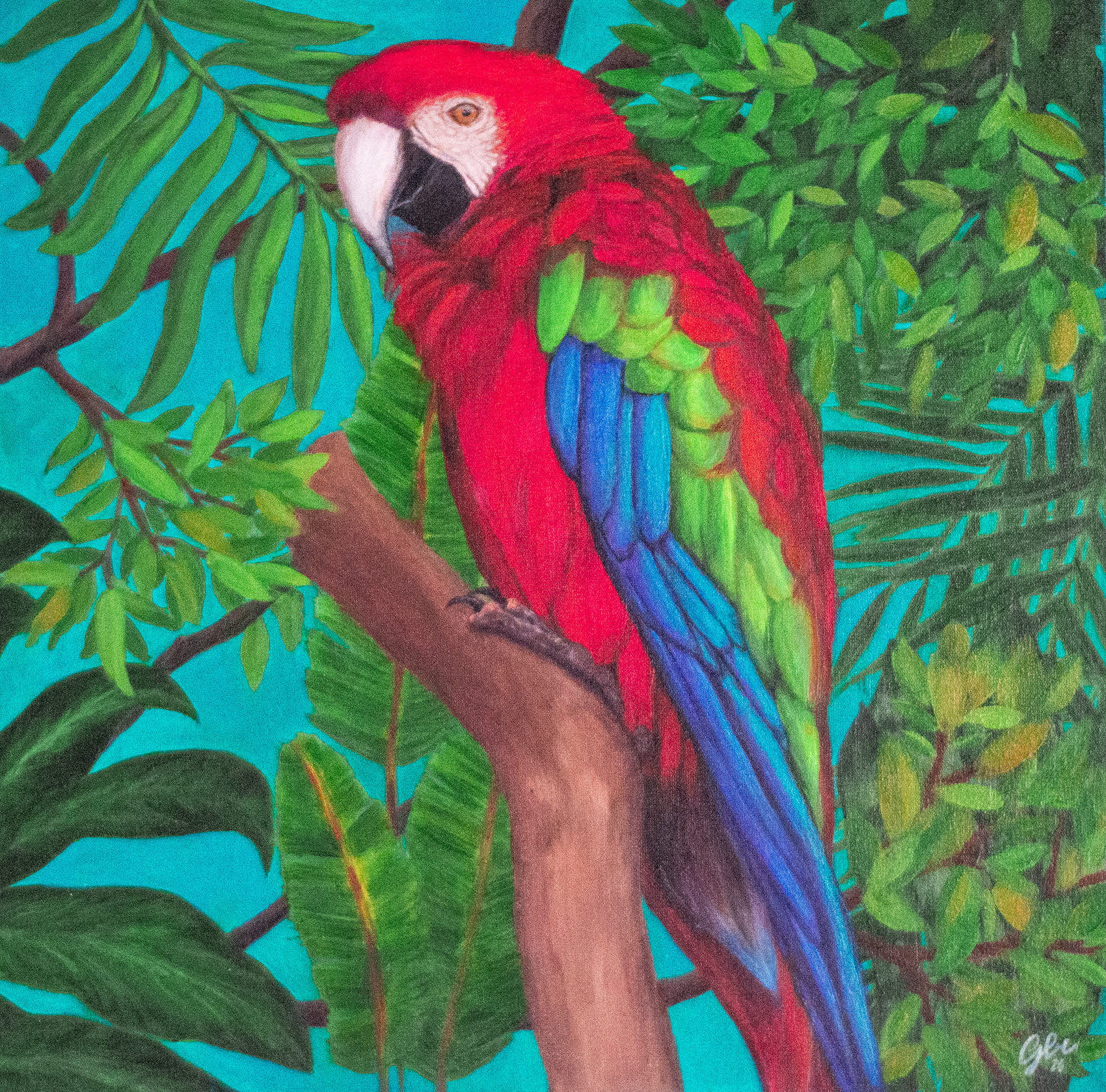 Arte em Acrílico sobre Tela - Arara Vermelha - 40 x 40cm (original)