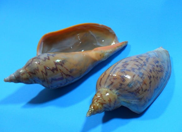 Conchas- pct com 10 unids