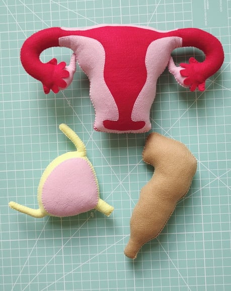 Kit Útero Bexiga e Reto Pelúcia Modelo Anatômico Didático