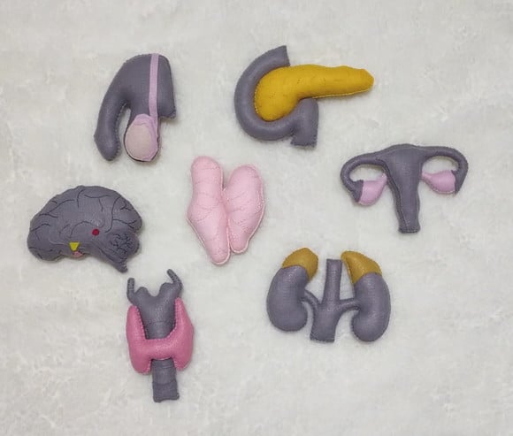 Sistema Endócrino Humano anatômico didático em pelúcia e Feltro | Material Didático de Anatomia